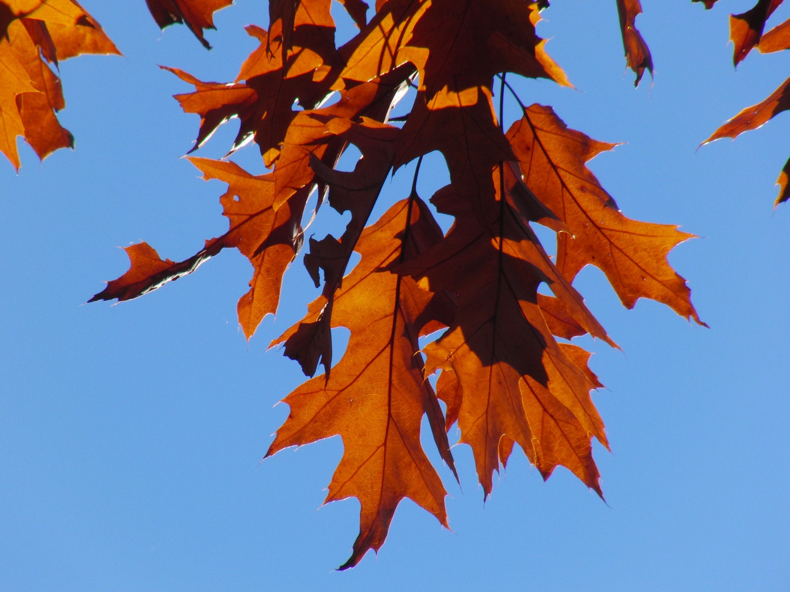 Braunes Herbstlaub vor blauen Himmel 1 Braunes Herbstlaub vor blauen Himmel 1