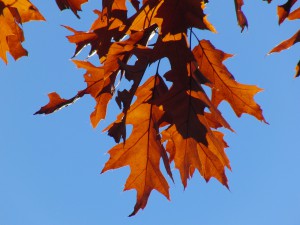 Braunes Herbstlaub vor blauen Himmel 1