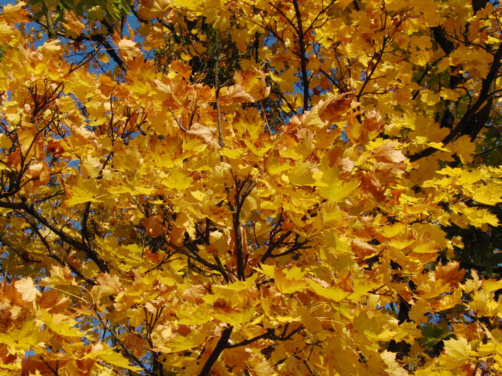 Braungelbes leuchten im Ahornbaum Braungelbes leuchten im Ahornbaum
