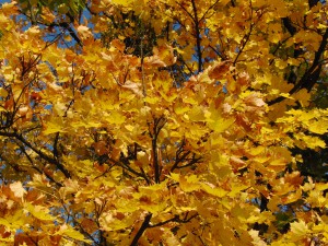  Braungelbes leuchten im Ahornbaum