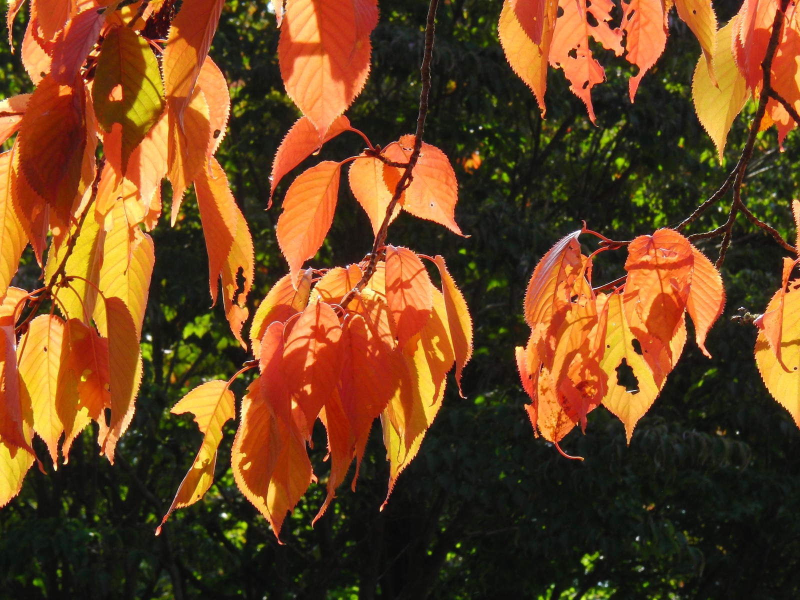 Feuriges Herbstlaub Feuriges Herbstlaub