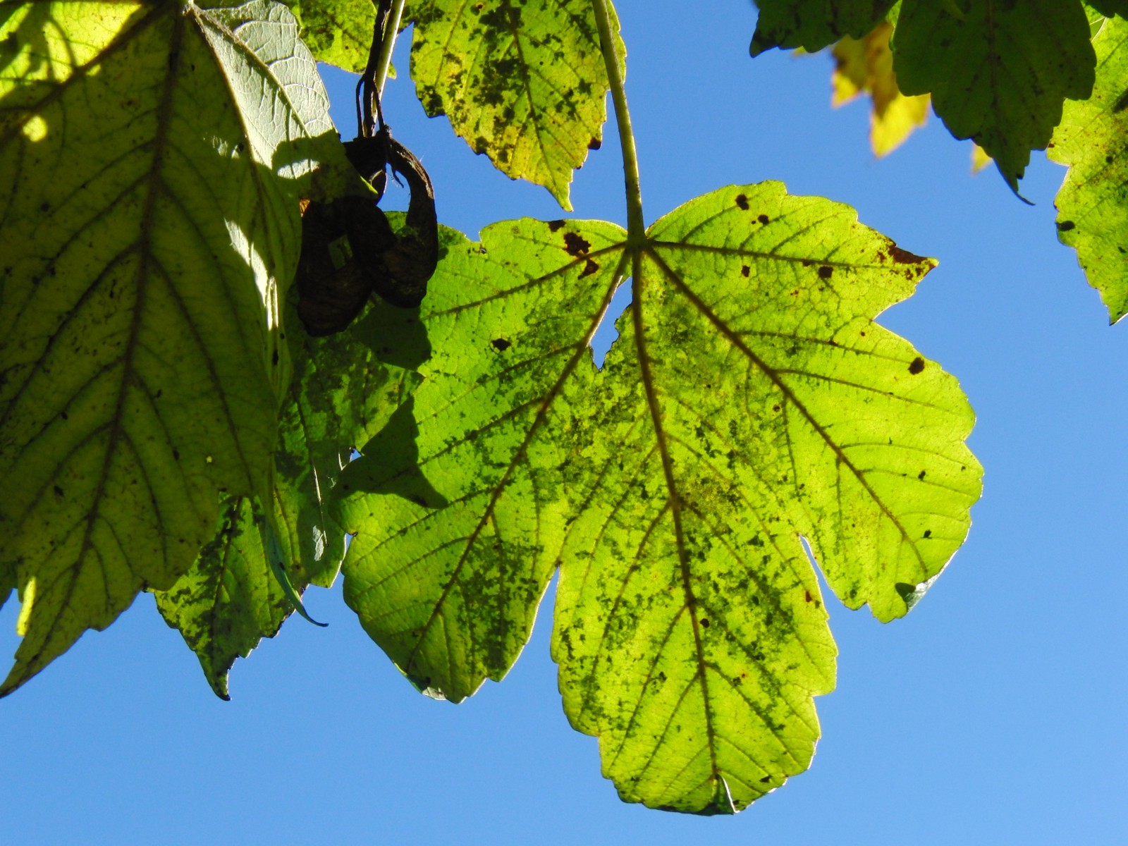 Gelb-grünes Herbleuchten 1 Gelb-grünes Herbleuchten 1