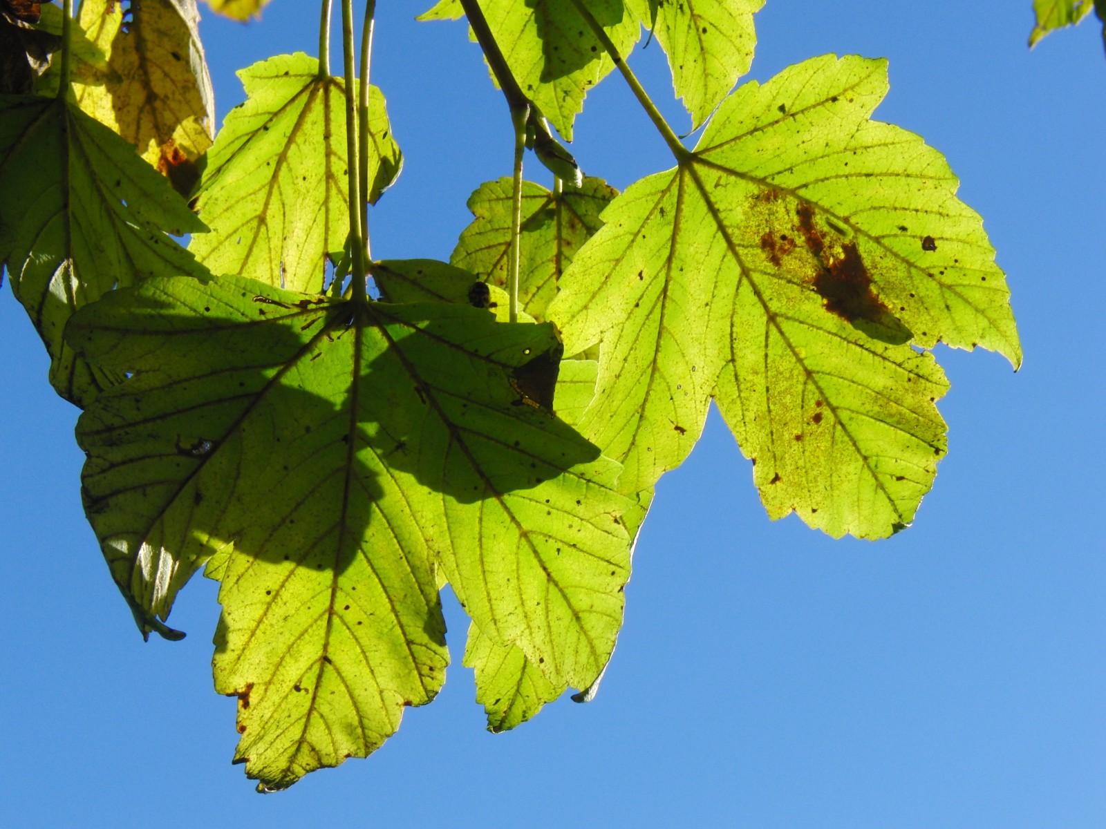 Gelb-grünes Herbleuchten 2 Gelb-grünes Herbleuchten 2