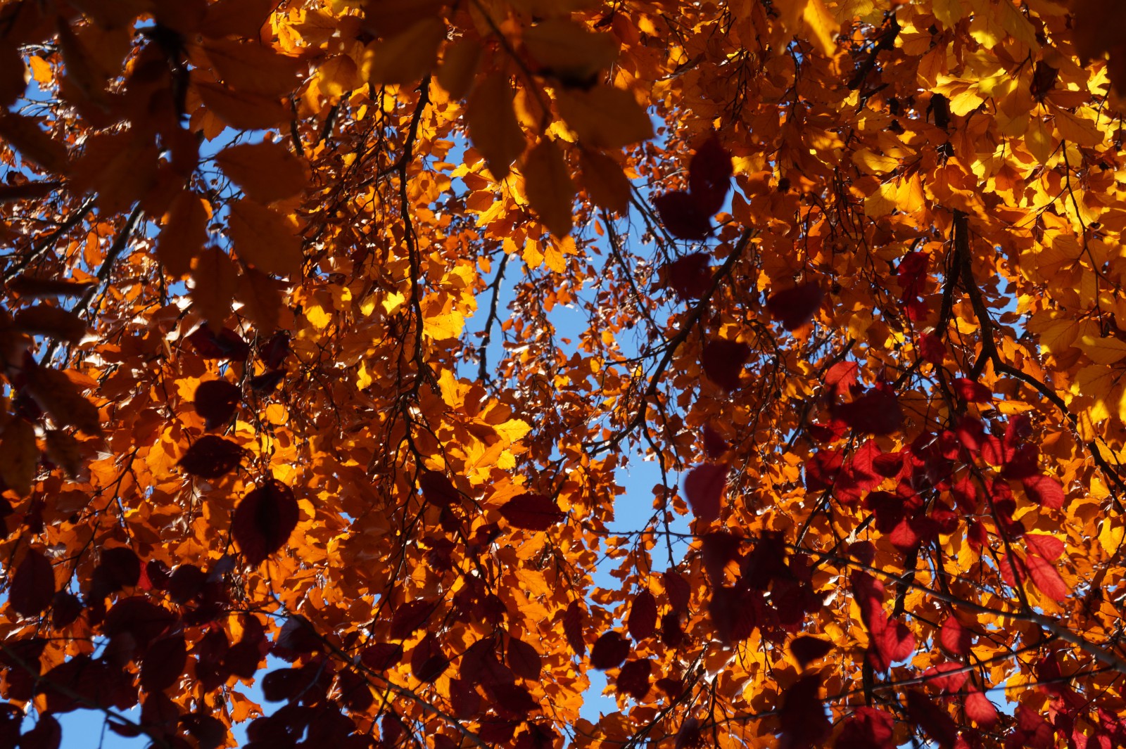 Buntes leuchten im Geäst  Buntes leuchten im Geäst