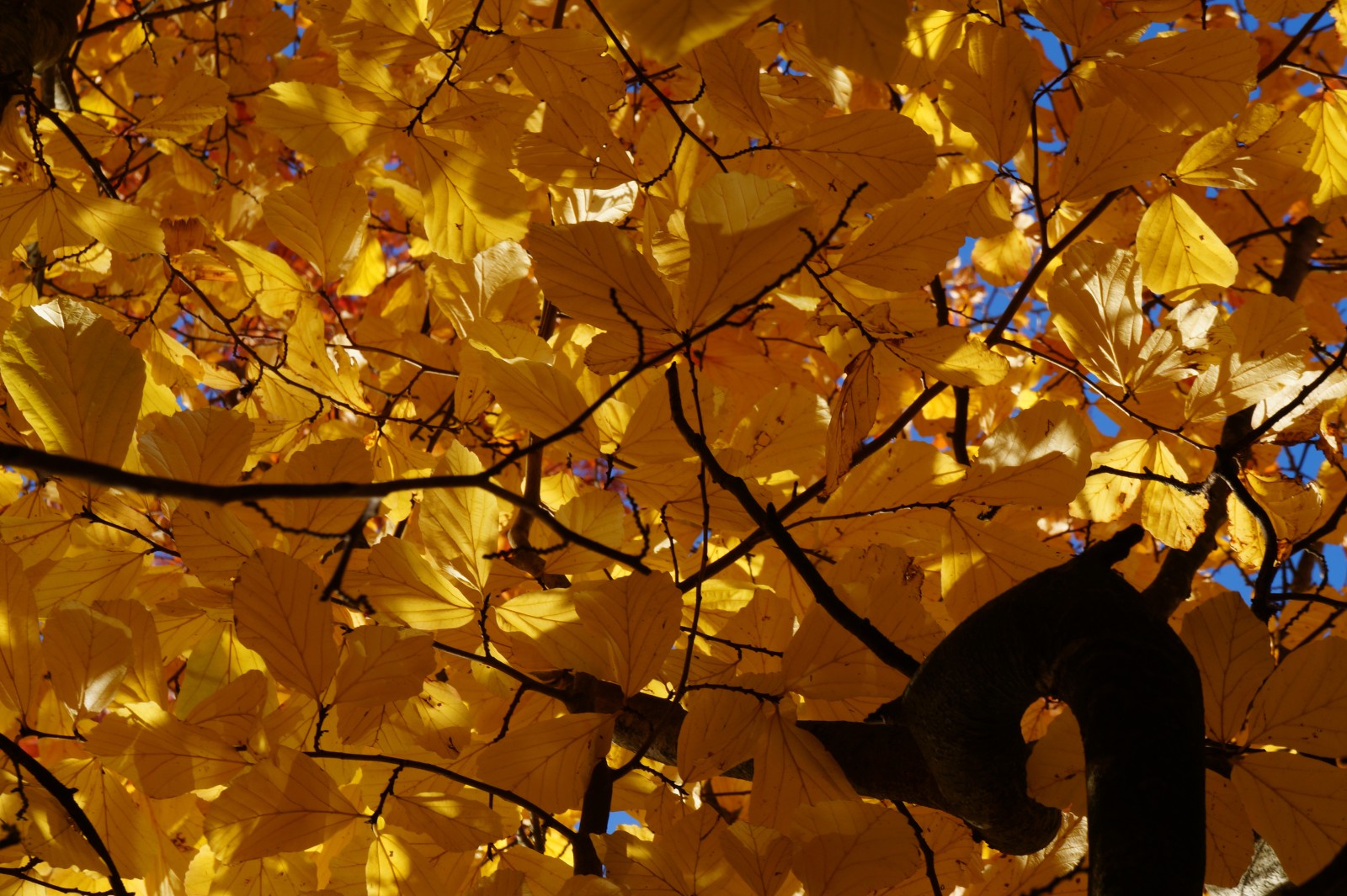 Gelbes leuchten in den Ästen Gelbes leuchten in den Ästen