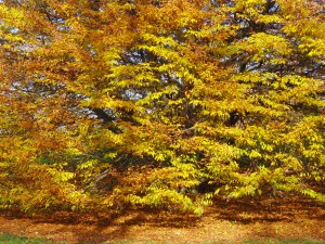 Goldens Herbstleuten im Laub