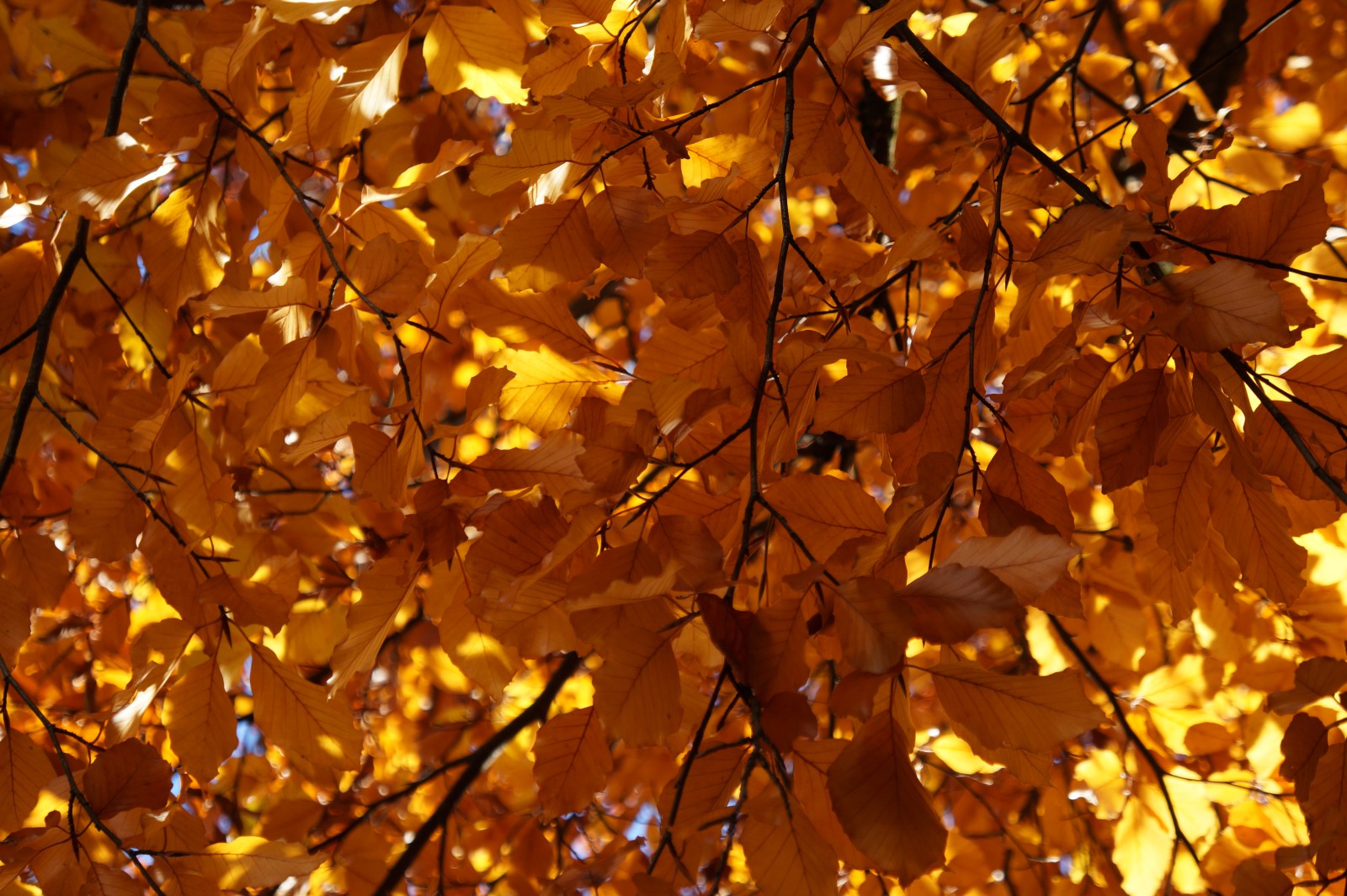 Goldenes leuchten im Geäst  Goldenes leuchten im Geäst
