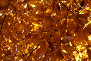  Goldenes leuchten im Geäst