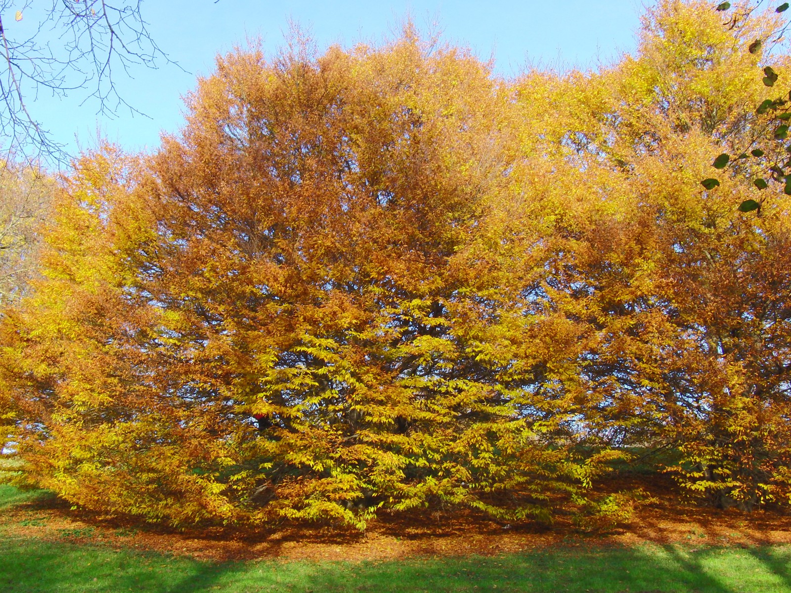 Goldens Herbstleuten am Baum Goldens Herbstleuten am Baum