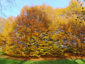 Goldens Herbstleuten am Baum
