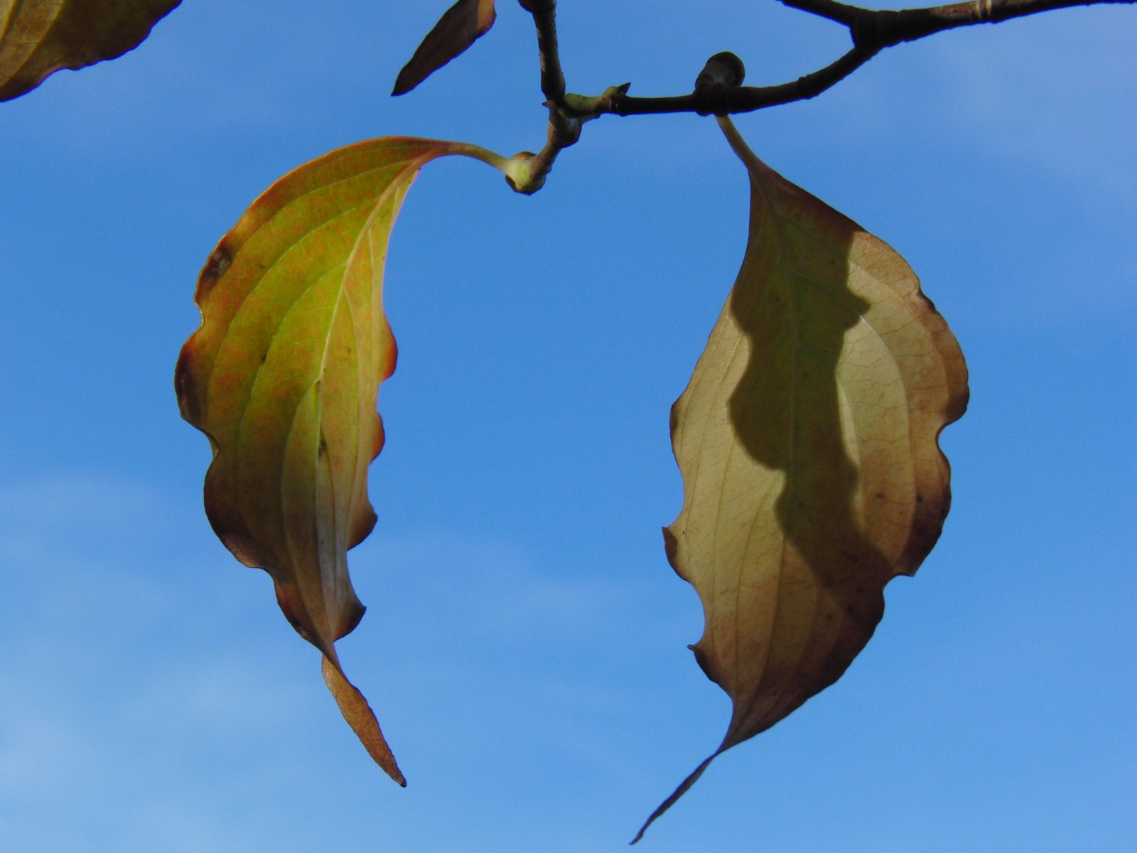 Herbstblattduett Herbstblattduett
