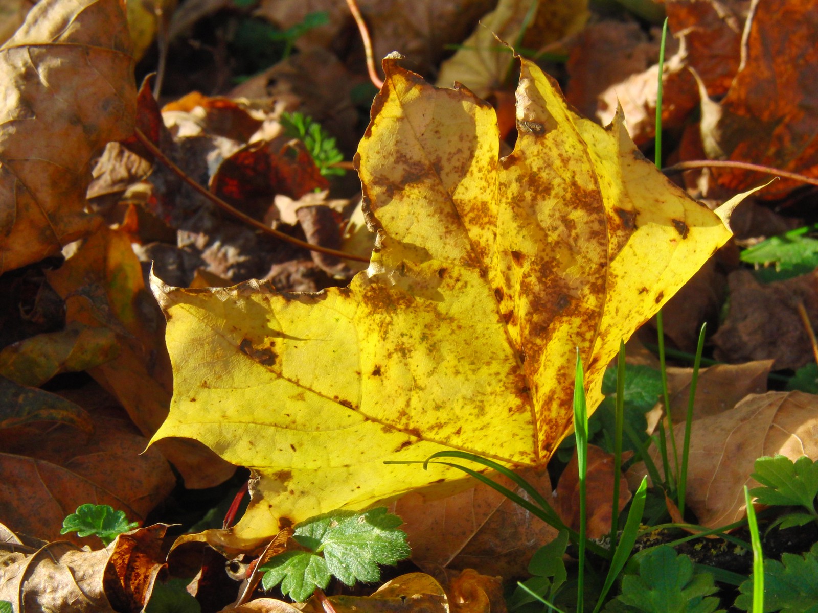 Herbsblattleuchten Herbsblattleuchten