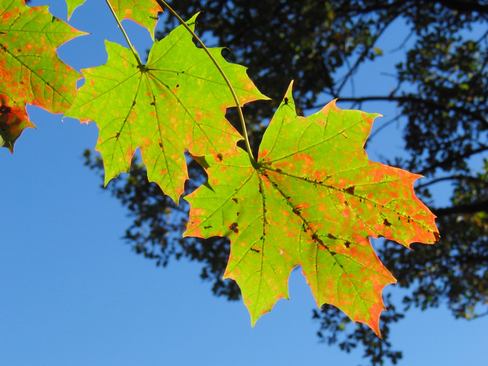 Herbstlicht Herbstlicht