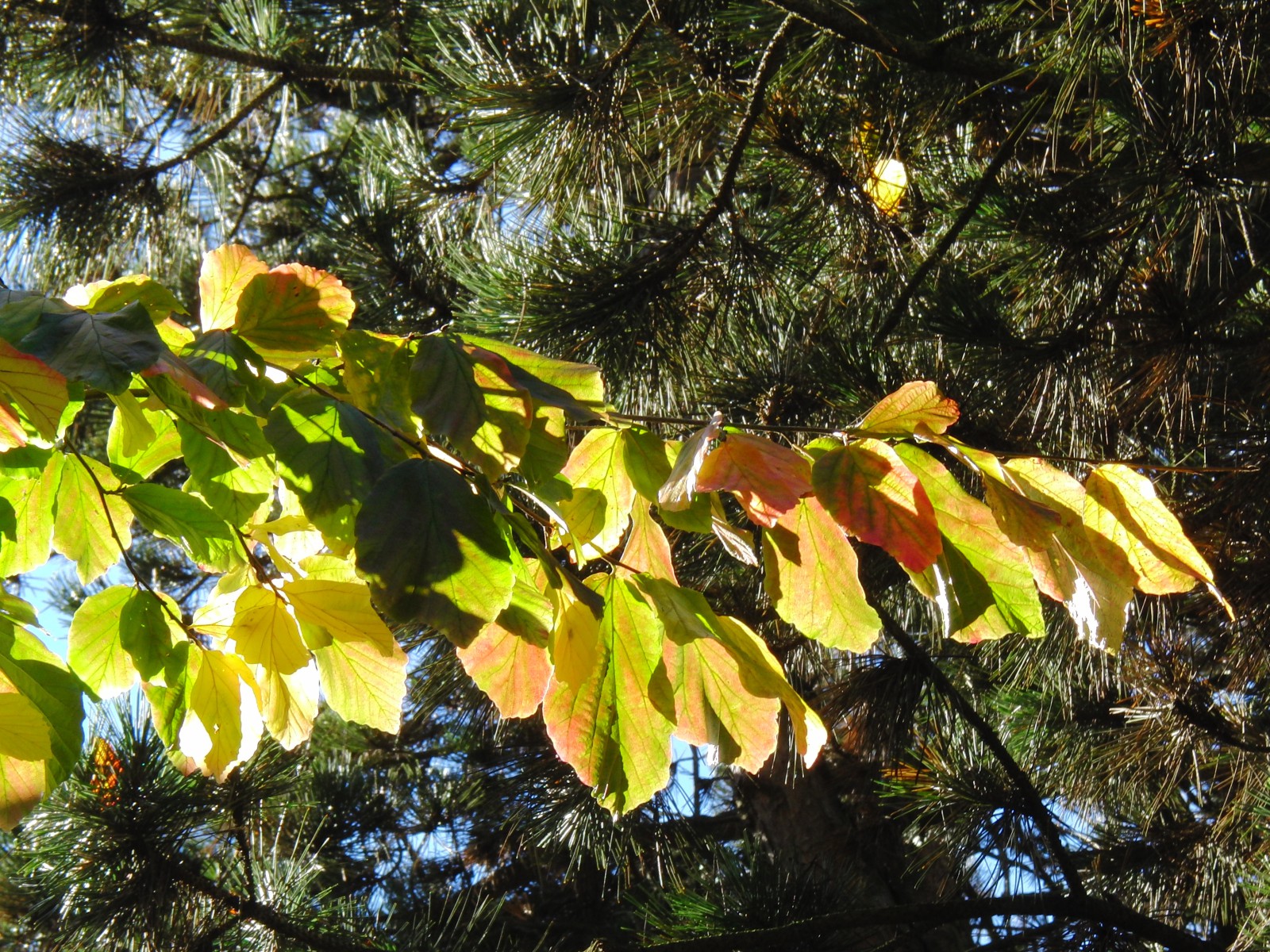 Leuchtender Laubast Leuchtender Laubast