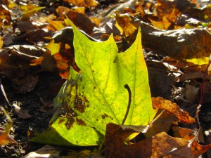 Leuchtendes Herbstblatt Leuchtendes Herbstblatt