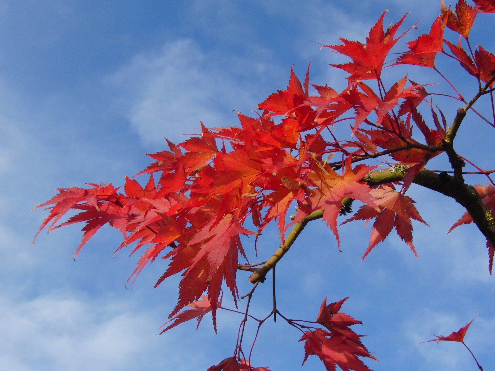 Rotes Ahornlaub vor blauen Himmel 1 Rotes Ahornlaub vor blauen Himmel 1