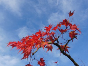 Rotes Ahornlaub vor blauen Himmel 3