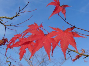 Rotes Ahornlaub vor blauen Himmel 2