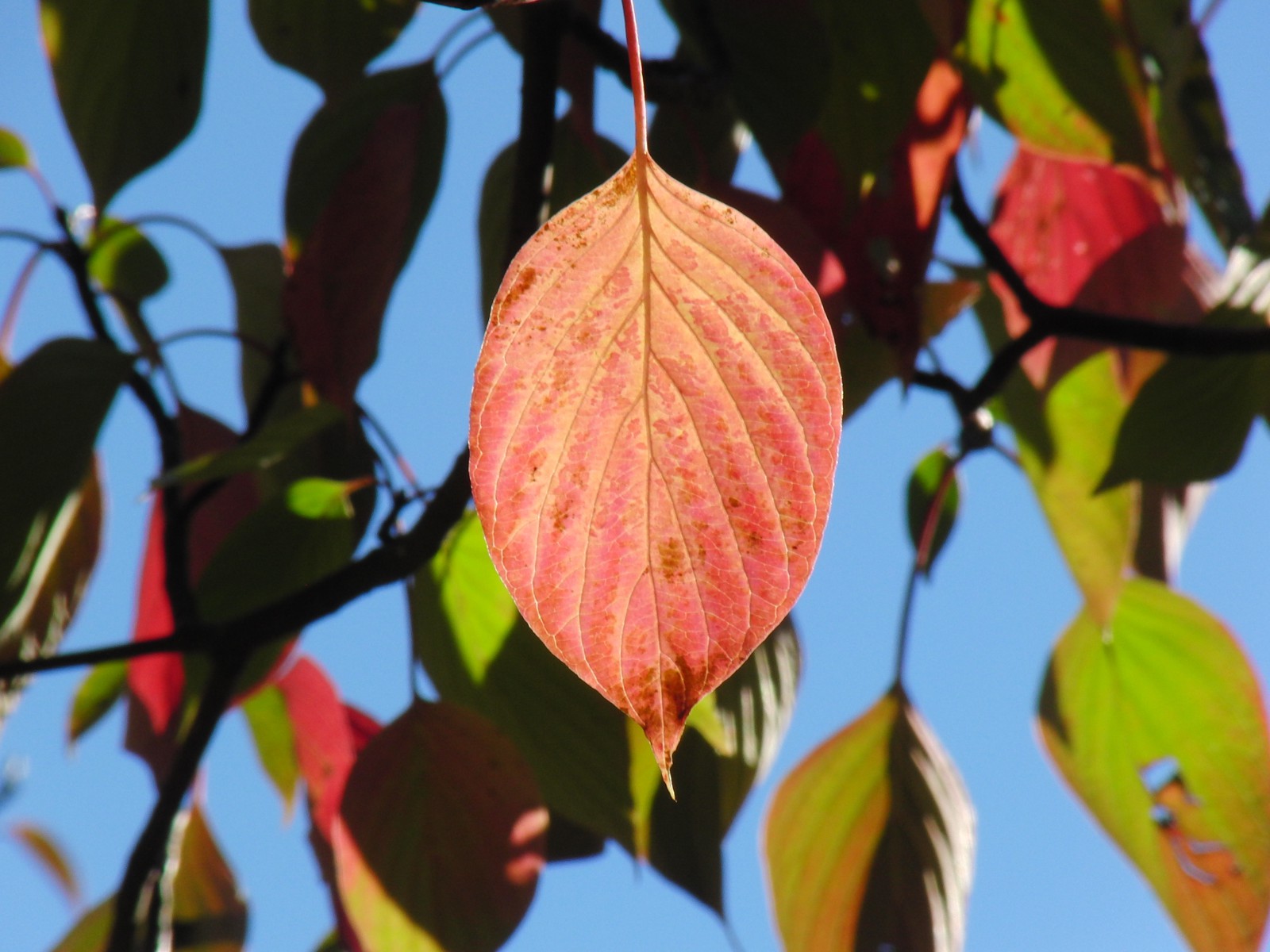 Rotes Blatt im herbstlichen Sonnenlicht Rotes Blatt im herbstlichen Sonnenlicht