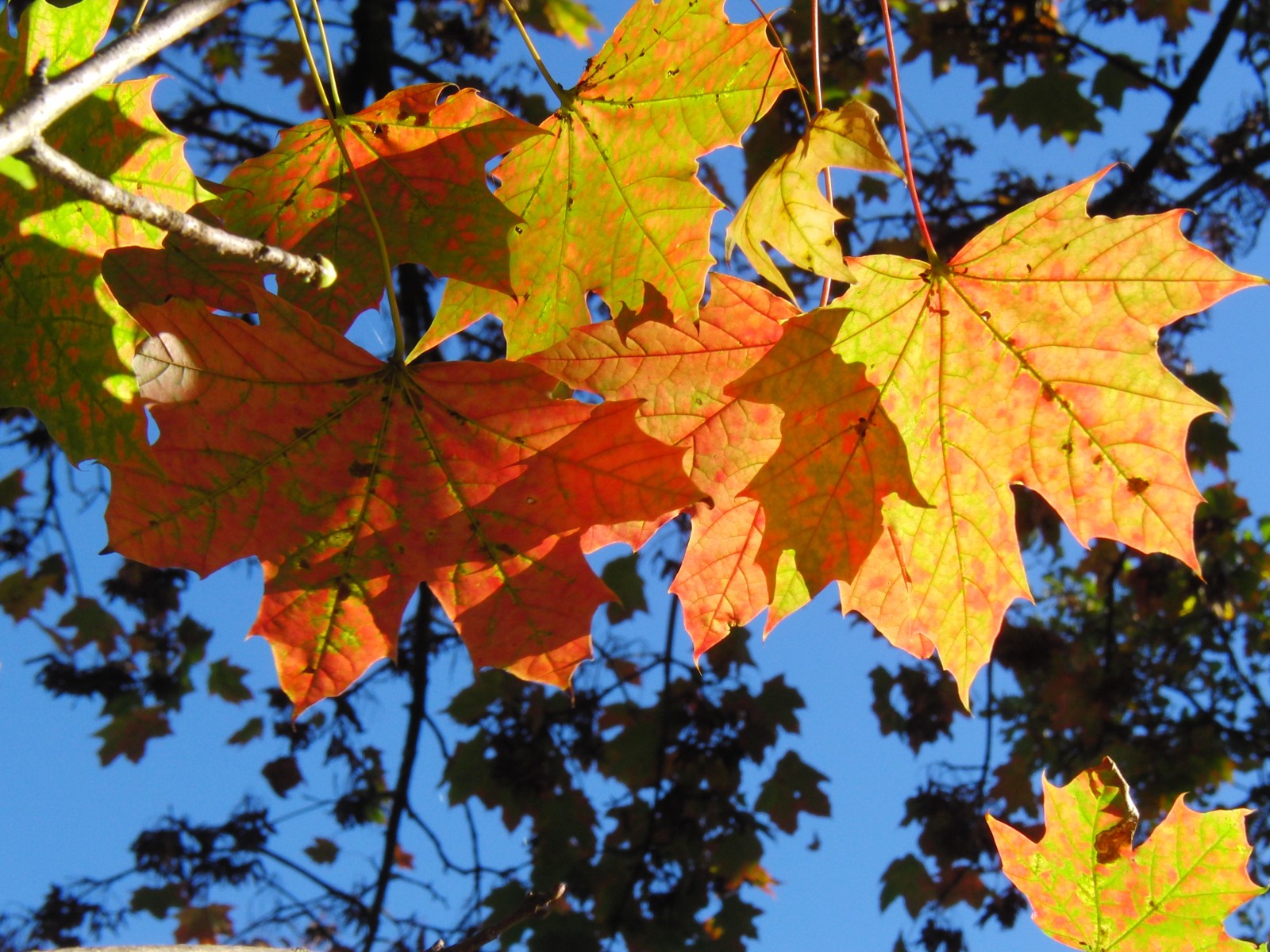 Rotgelbe Ahornblätter Rotgelbe Ahornblätter