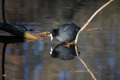  Hühnervögel