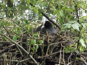 Blässhuhn im Nest 1 Blässhuhn im Nest 1