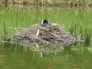 Blässhuhn im Nest 2 Blässhuhn im Nest 2