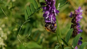 Ackerhummel an der Vogelwicke Ackerhummel an der Vogelwicke