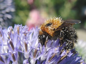 Bestäubte Hummel Bestäubte Hummel