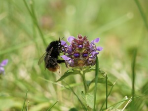 Braunelle mit Hummel Braunelle mit Hummel