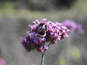 Eisenkraut mit Hummel Eisenkraut mit Hummel