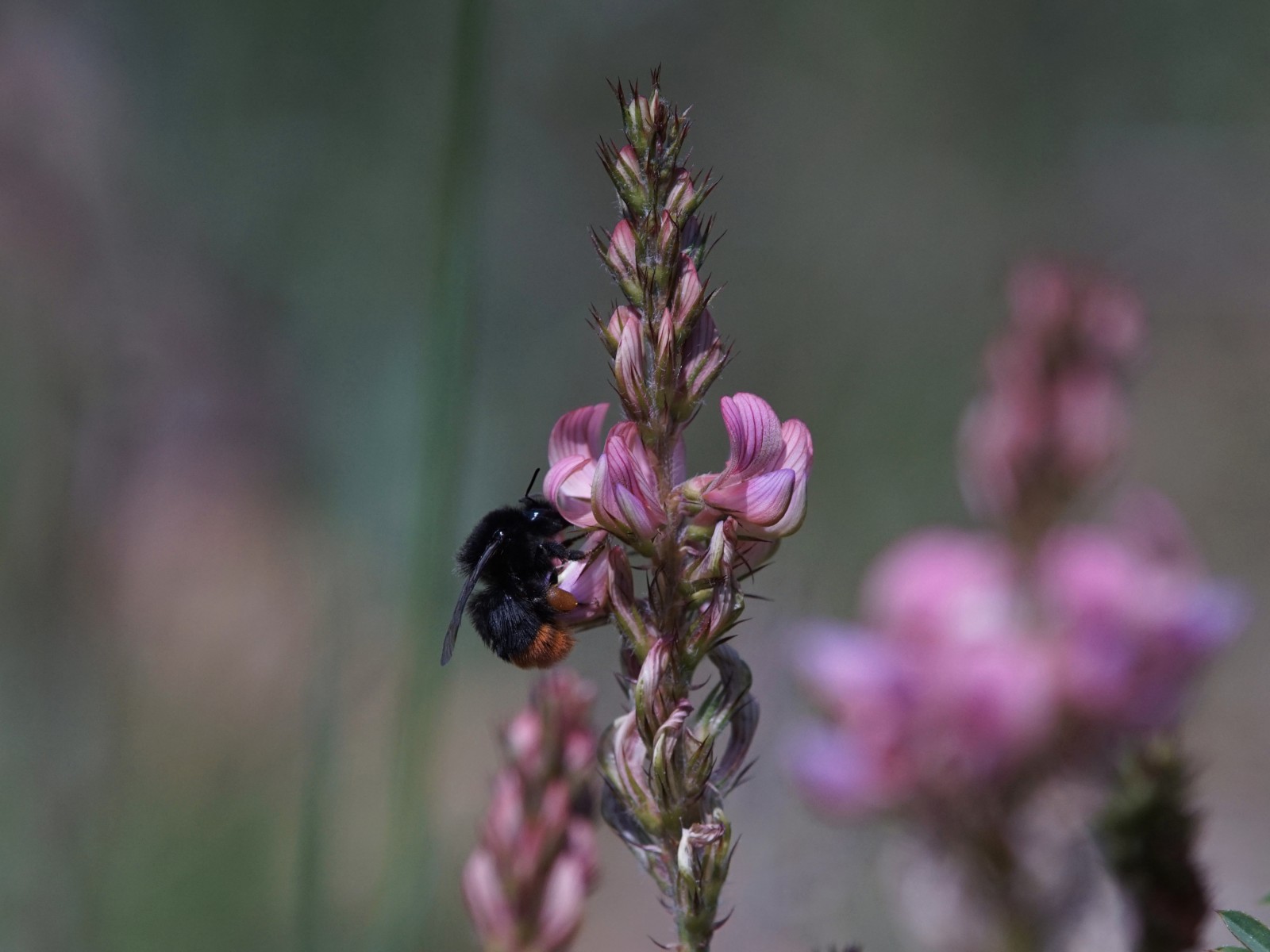 Esparsette mit Hummel Esparsette mit Hummel