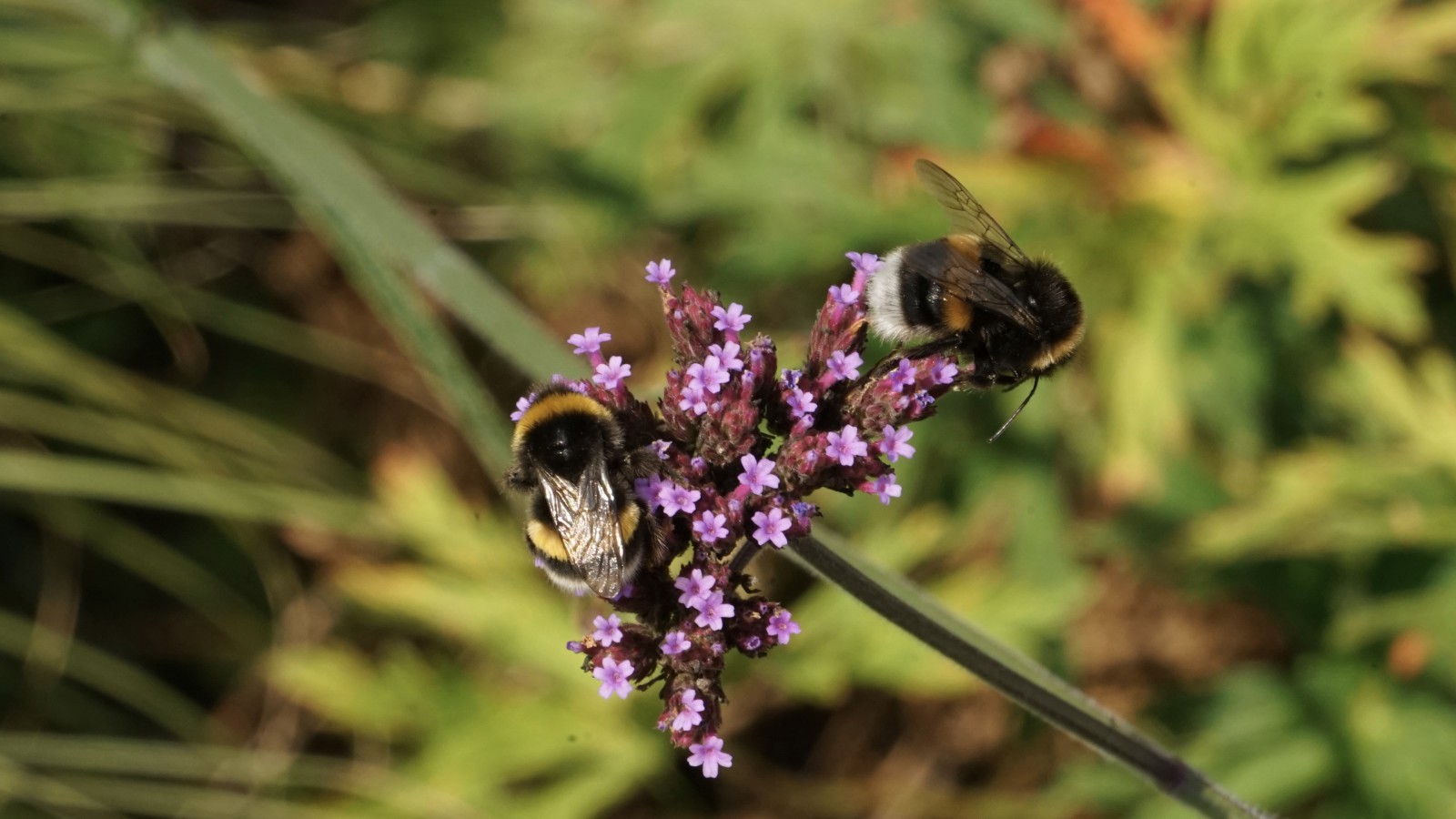 Fleißiges Hummelduo Fleißiges Hummelduo