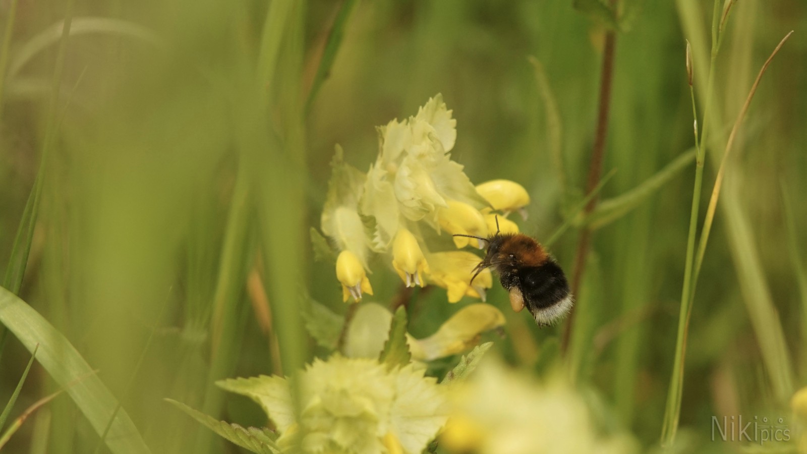 Honig Plüschpopo unterwegs Honig Plüschpopo unterwegs