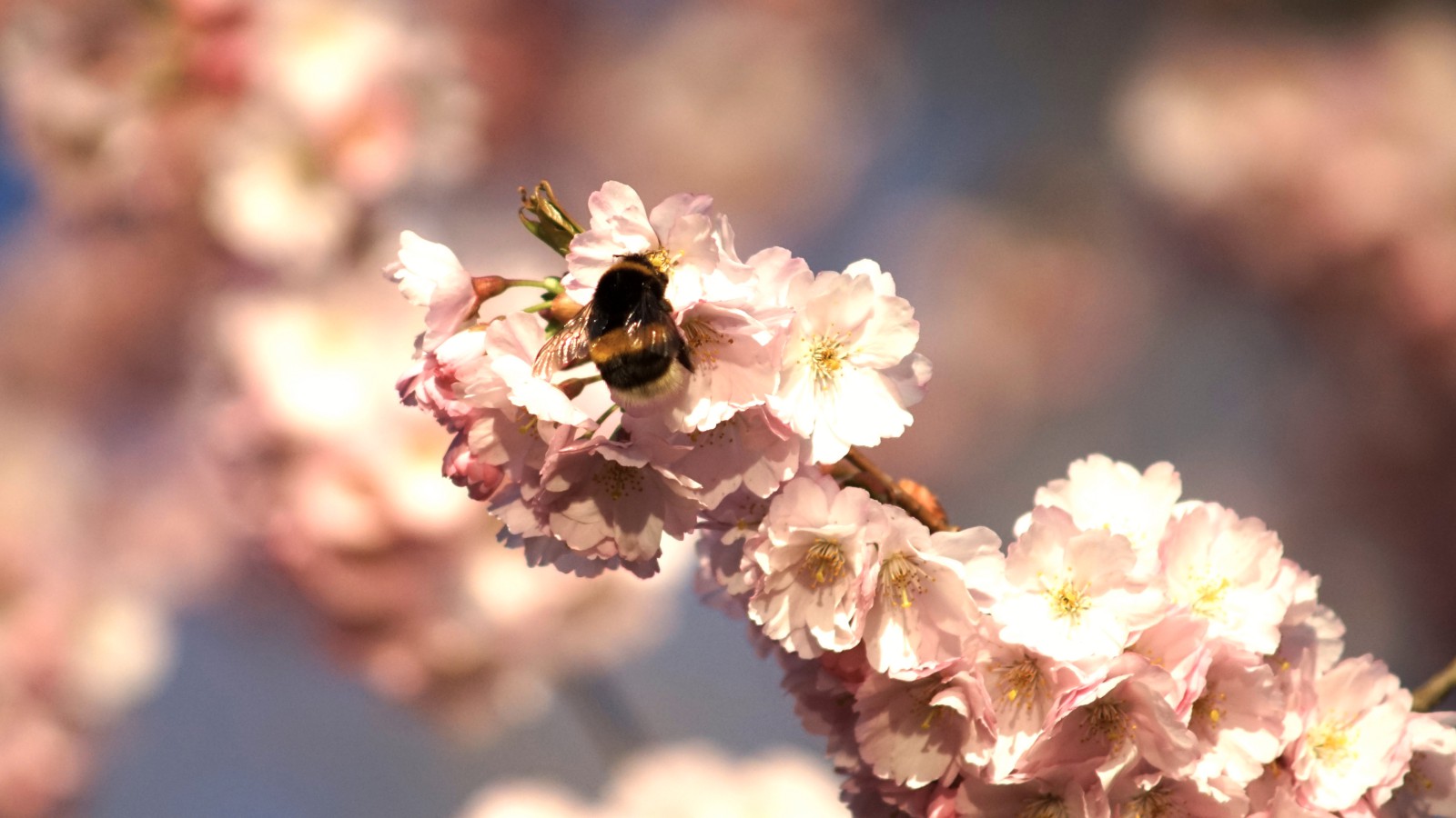 Hummel an Kirschblüten Hummel an Kirschblüten