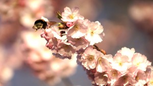 Hummel vor Kirschblüten Hummel vor Kirschblüten