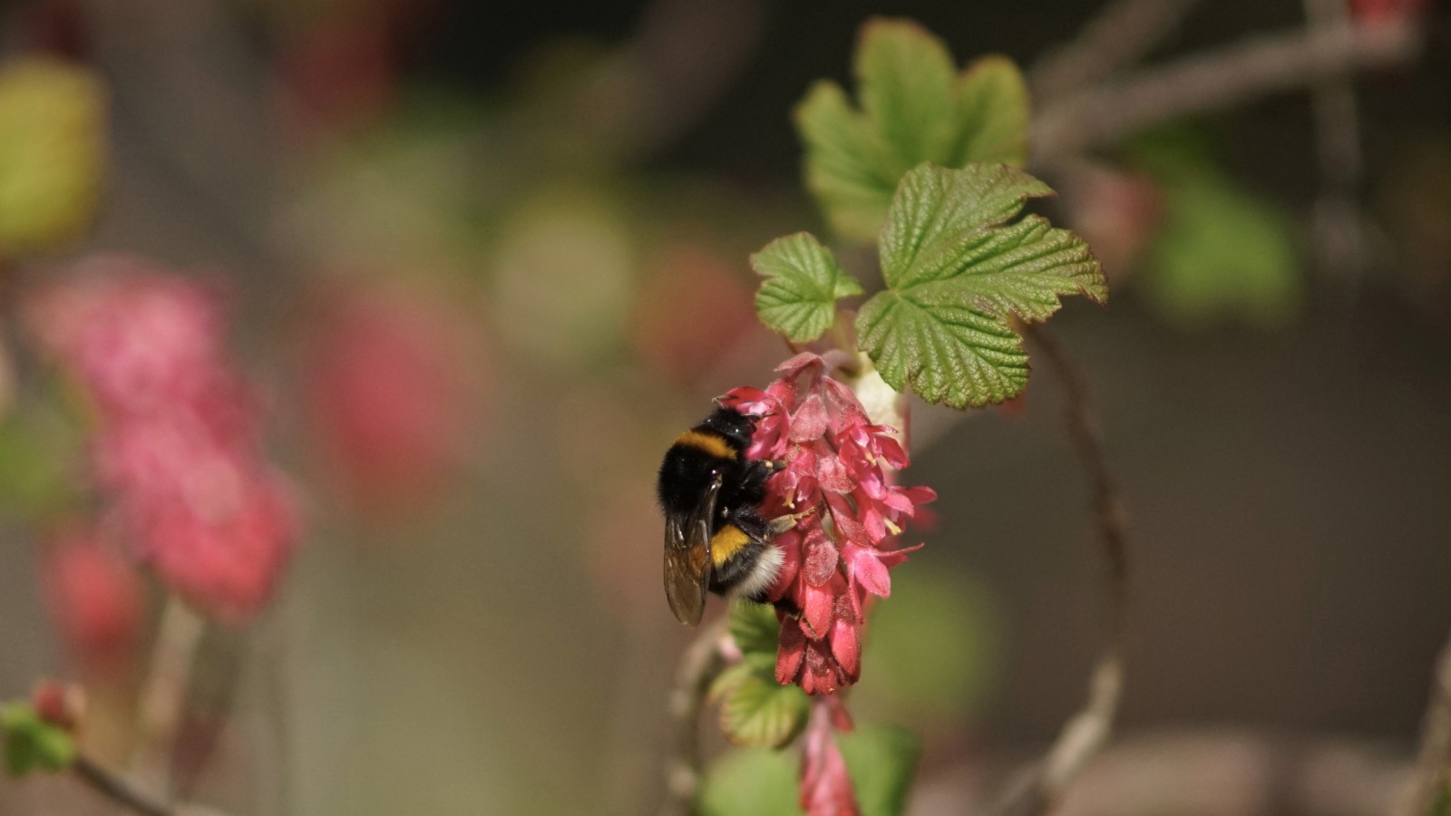 Hummel an Zierjohannesbeere Hummel an Zierjohannesbeere