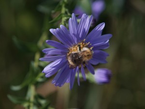 Hummel auf Asterblüte Hummel auf Asterblüte