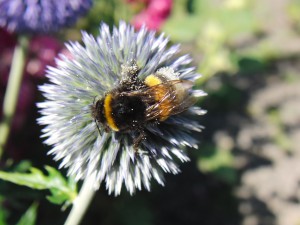 Hummel auf Blütenkugel Hummel auf Blütenkugel