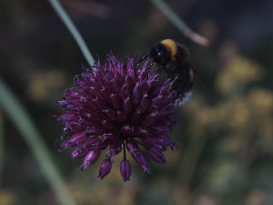 Hummel auf kleiner Blütenkugel Hummel auf kleiner Blütenkugel