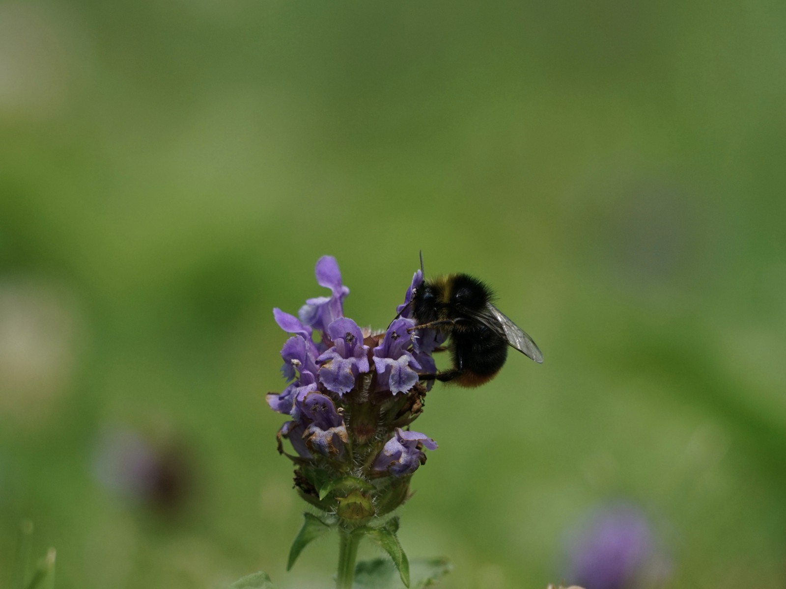 Hummel auf Braunelle Hummel auf Braunelle