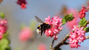 Hummel auf dem Weg zur Arbeit Hummel auf dem Weg zur Arbeit