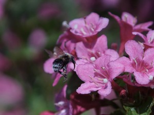 Hummel auf dem Weg zur Blüte Hummel auf dem Weg zur Blüte