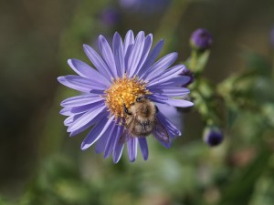 Hummel auf Herbstaster Hummel auf Herbstaster