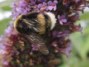 Hummel auf Sommerflieder Hummel auf Sommerflieder
