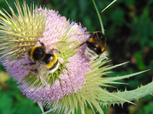 Hummel Duo auf Distelblüte Hummel Duo auf Distelblüte