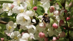 Hummel im Blütenwunder Hummel im Blütenwunder