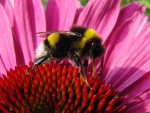 Hummel im Flowerpower Hummel im Flowerpower