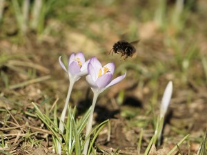 Hummel im Frühlingsflug Hummel im Frühlingsflug