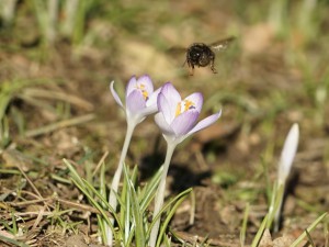 Hummel im Landeanflug Hummel im Landeanflug